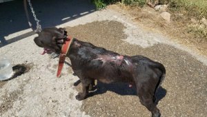 Villa bahçesindeki yangında alevler arasında kalan köpeği vatandaşlar kurtardı