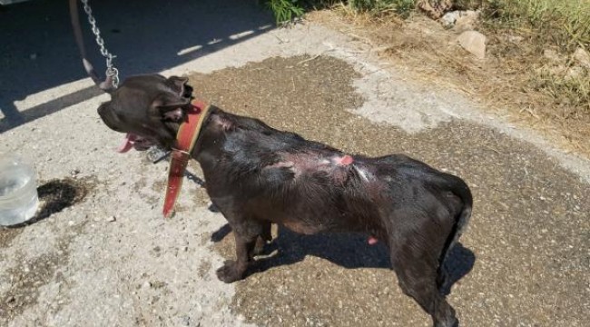 Villa bahçesindeki yangında alevler arasında kalan köpeği vatandaşlar kurtardı