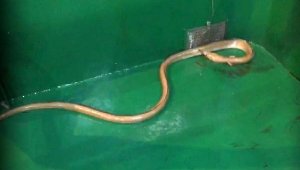 'Dikenli yılan balığı' Çanakkale'de ağlara takıldı