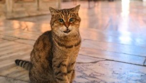 Ayasofya'nın kedisi Gli yaşamını yitirdi