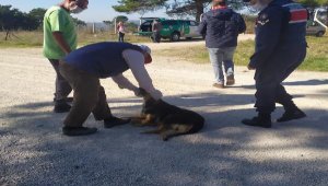 Biga'da 4 köpek öldürüldü, Ayvacık'ta bir köpek ve 3 yavrusuna jandarma sahip çıktı