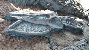 Tayland'da 5 bin yıllık balina kalıntıları bulundu