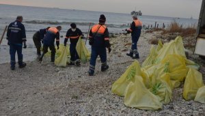 Avcılar sahilinden dev denizanaları toplanıyor;  10 ton denizanası toplandı