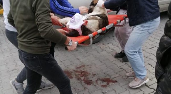 Başakşehir'de magandalar sokak köpeğini vurdu