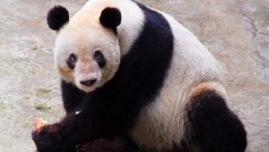  Dünya'nın en yaşlı pandası 38 yaşında öldü