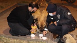 Hatay'da hayvanseverler, kısıtlamadan dolayı aç kalan sokak hayvanlarını besledi
