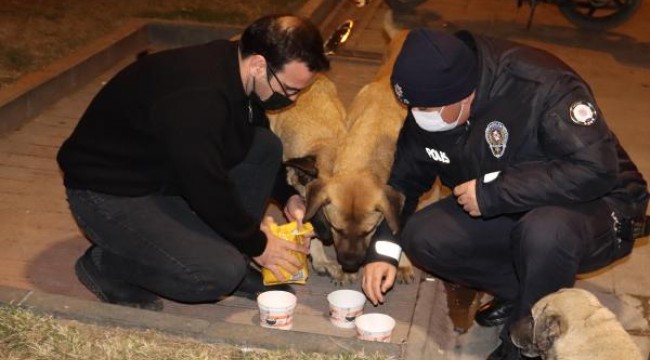 Hatay'da hayvanseverler, kısıtlamadan dolayı aç kalan sokak hayvanlarını besledi