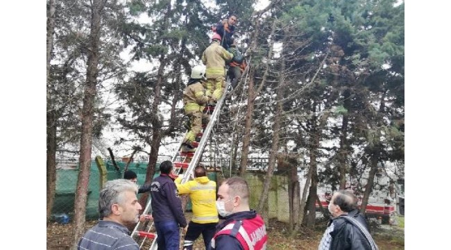 Silivri'de ağaç budarken elektrik akımına kapılan kişi ağır yaralandı