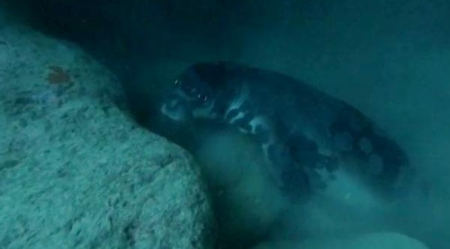 Akdeniz foku, açık denizde ölü bulundu