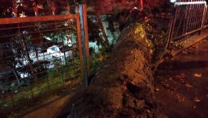 Beşiktaş'ta asırlık çınar ağacı devrildi