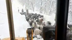 Karda mahsur kalan çobanlar ve bin dolayındaki küçükbaş, kurtarıldı