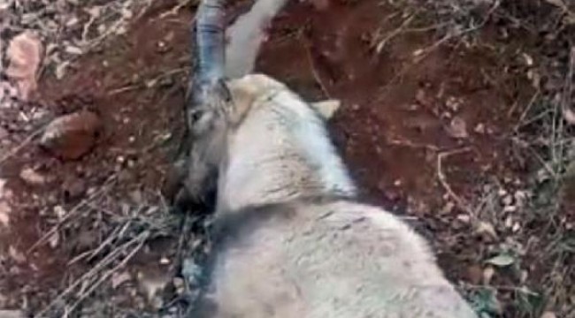 Tunceli'de vurulan yaban keçisi kurtarılamadı