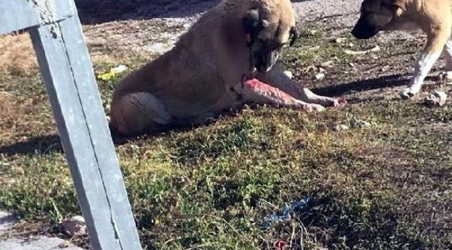 Üzerine doğru koşan sokak köpeğini rambo bıçağıyla yaraladı