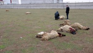 Arazide otlayan 26 koyun öldü, ölüm nedenlerinin belirlenmesi için çalışma başlatıldı