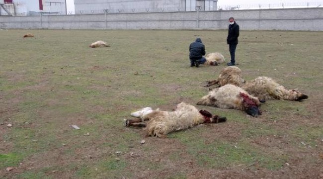 Arazide otlayan 26 koyun öldü, ölüm nedenlerinin belirlenmesi için çalışma başlatıldı