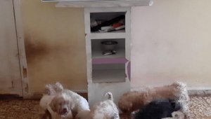 Çiftliğe köpek baskını; 'Maltese Terrier' cinsi 23 köpek ele geçirildi