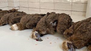 Nesli tehlike altındaki 7 kara akbaba ölü bulundu; doğaya atılan zehirli etleri yemişler
