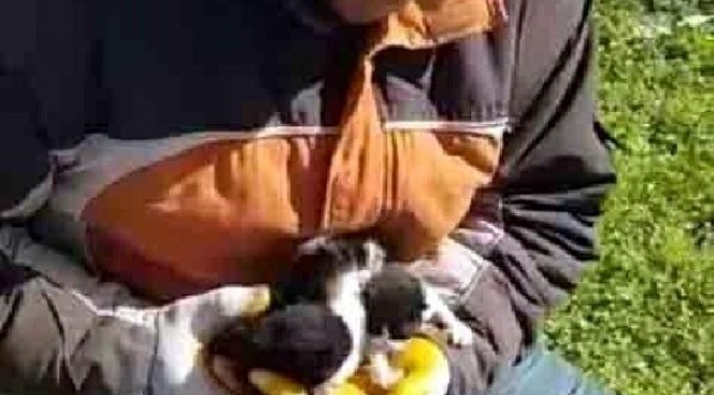 Poşetle çöpe atılan 4 yavru kediyi belediyenin temizlik işçileri kurtardı