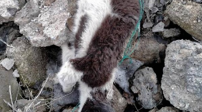 Van Çaldıran'da metruk binada çok sayıda köpek ölüsü bulundu