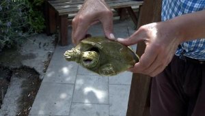 Beylikdüzü'nde nesli tükenmek üzere olan Fırat Kaplumbağası bulundu