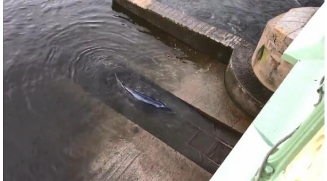 Londra'da nehrine giren balina için kurtarma operasyonu
