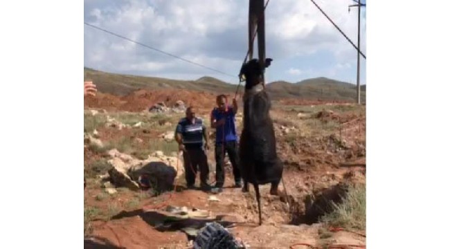 12 metrelik çukura düşen mandayı AFAD kurtardı