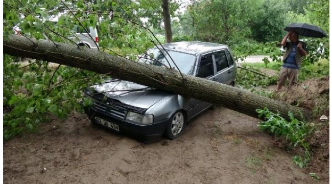 Edirne'de şiddetli fırtına ağaçları devirdi