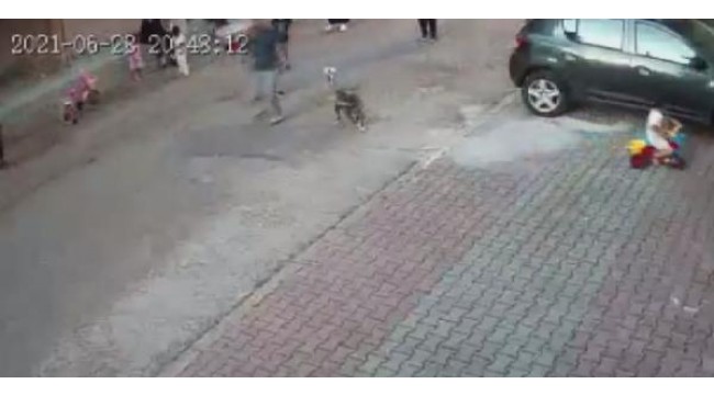İstanbul'da pitbullun çocuğa saldırdığı dehşet anları güvenlik kamerasında 