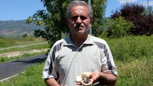 Prof. Dr. Türkekul'dan 'ikiz mantar' uyarısı