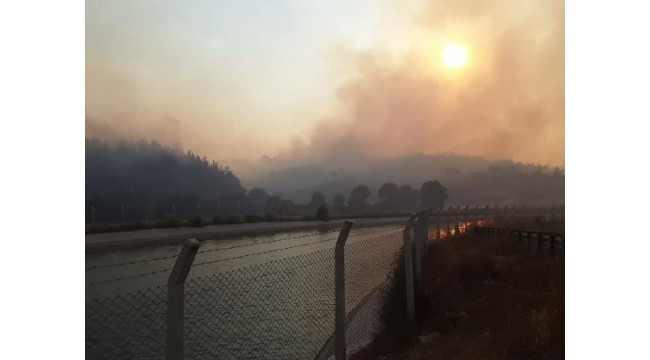 Adana'da 4 ilçedeki 6 noktada orman yangını sürüyor