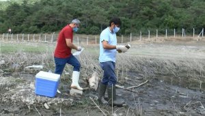 Alibeyköy Barajı'nda balık ölümleri sonrası yetkiler sudan numune aldı