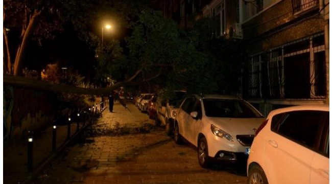 Beşiktaş'ta hafif ticari aracın üzerine ağaç devrildi