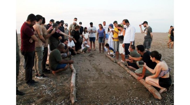 Manavgat sahilindeki ilk caretta caretta yavruları denize ulaştı