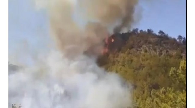 Mersin'in 2 ilçesinde orman yangını