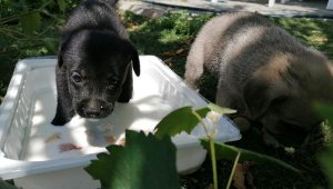 Silivri'de iki mezar arasına sıkışan yavru köpekleri itfaiye kurtardı