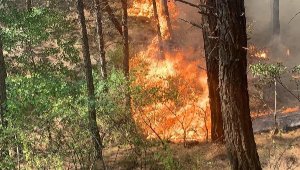 Adana Kozan'da orman yangını