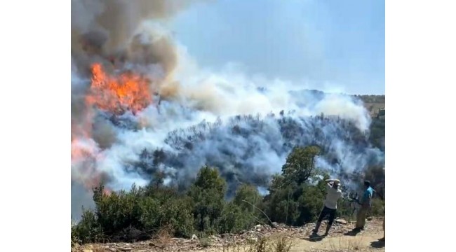 Aydın'da çıkan orman yangını, Muğla'ya sıçradı