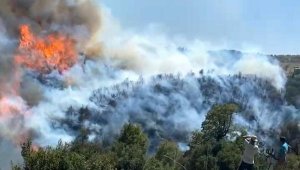 Aydın'da çıkan orman yangını, Muğla'ya sıçradı