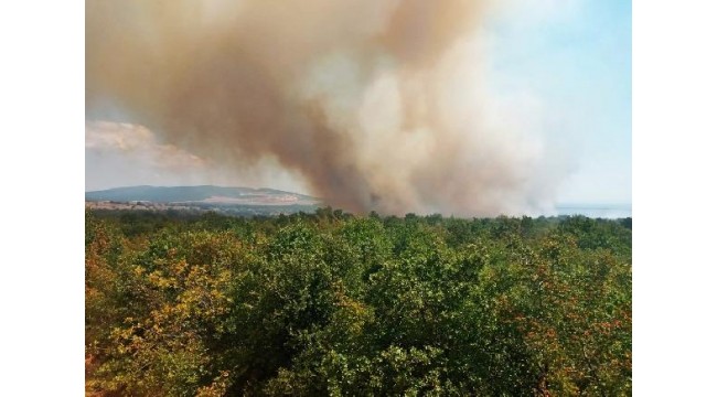 Gelibolu'da orman yangını; 20 dönüm alan zarar gördü