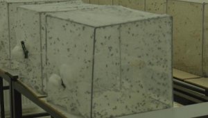İBB ve uzmanlar arasında sivrisinek ilaçlama tartışması 