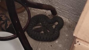 İşyerinin mutfağına giren yılanı itfaiye ekipleri çıkardı