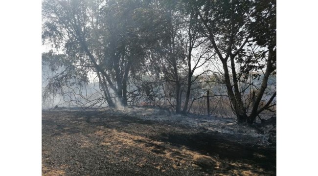 Silivri'de ağaçların olduğu tarlada yangın