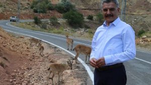Tunceli Valisi Özkan, yola inen koruma altındaki yaban keçileriyle hatıra fotoğrafı çektirdi