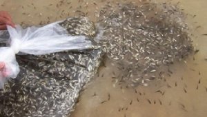 Diyarbakır'daki göletlere 1 milyon 280 bin yavru sazan balığı bırakıldı