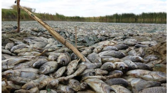 Gölette binlerce balık öldü; kirleten işletmeye 96 bin lira ceza kesildi