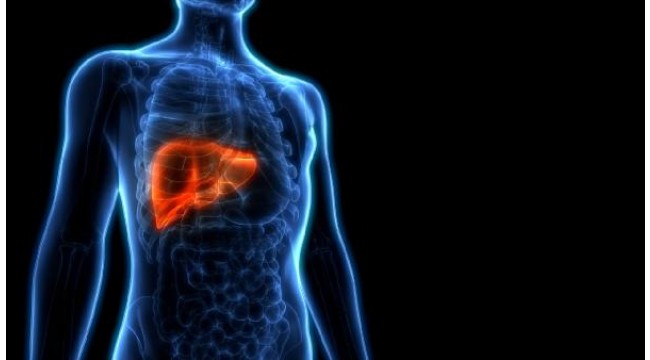 'Karaciğer 1 haftada eski kapasitesine dönebiliyor'