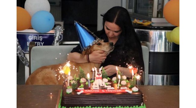 Sahiplenilen sokak köpeği 'Kaktüs' için doğum günü partisi