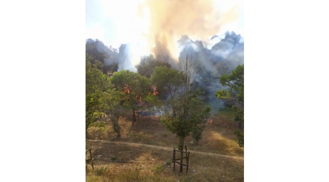 Üsküdar d-100 kenarındaki ormanda yangın