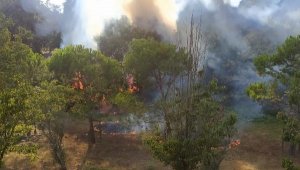 Üsküdar d-100 kenarındaki ormanda yangın
