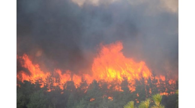 Uzmanından orman yangıları için 'risk haritası çıkarılsın' önerisi